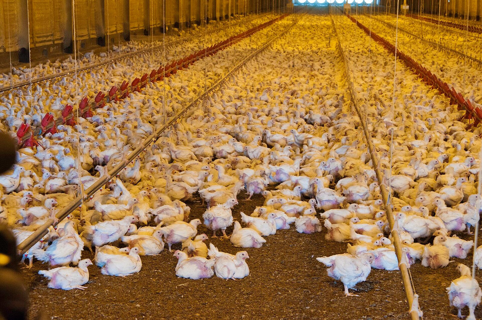 Broiler house