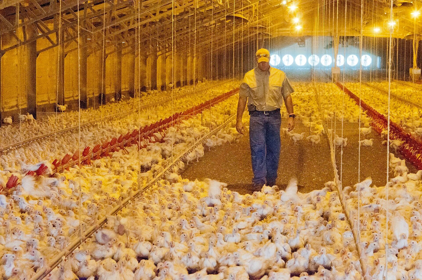 Commercial poultry house
