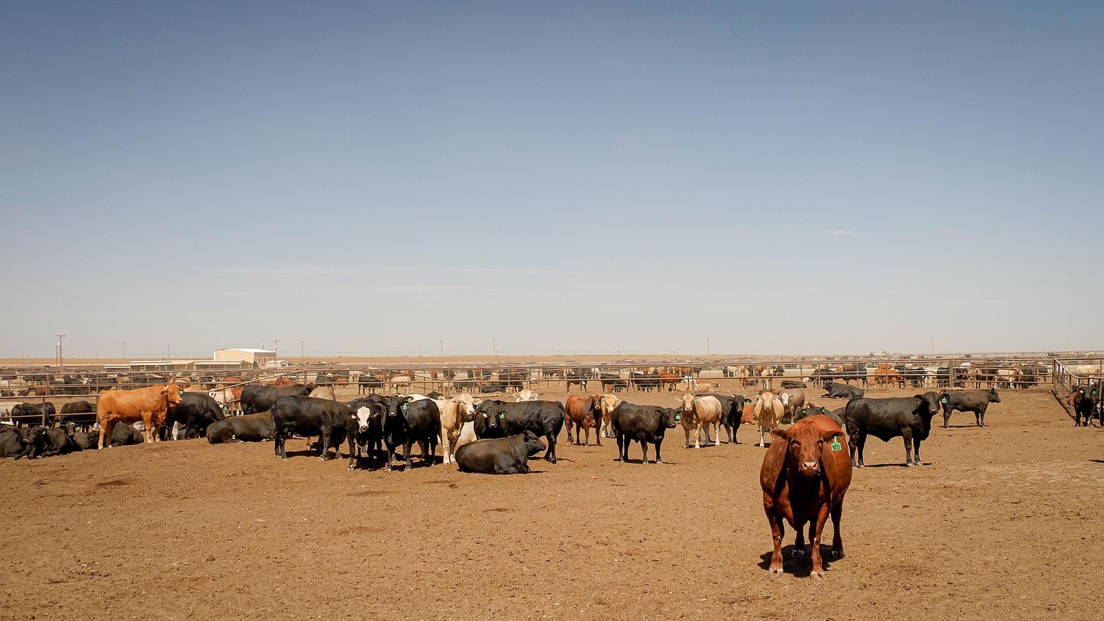 Cattle