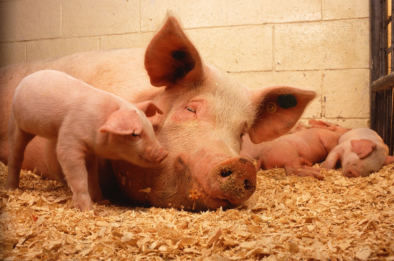 Sow and piglets